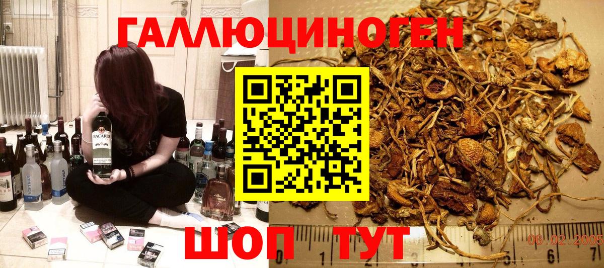 Корсаков  Галлюциногенные грибы Psilocybe  Вход с VPN 